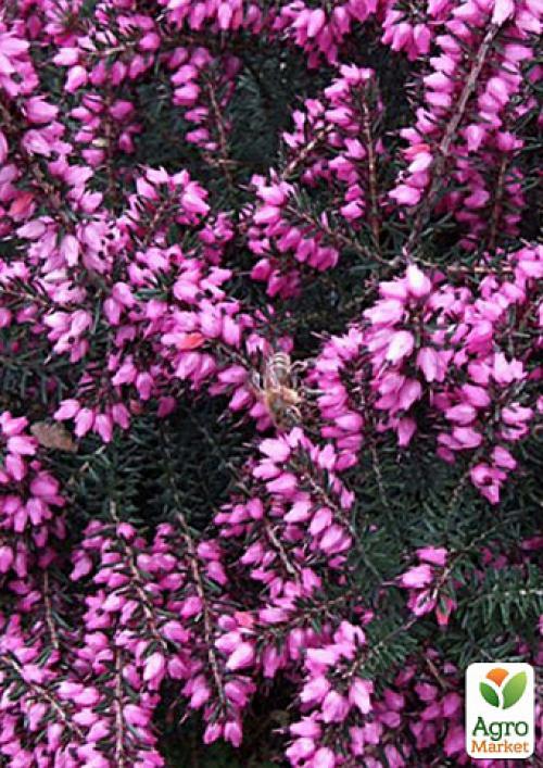 Эрика травянистая "Крамерс Роут" (Kramer`s Rote) P11 1 саженец в упаковке