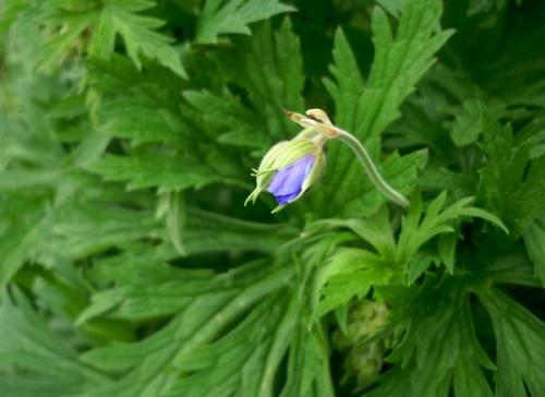 Герань в природе. Лесные и полевые растения в саду: герани