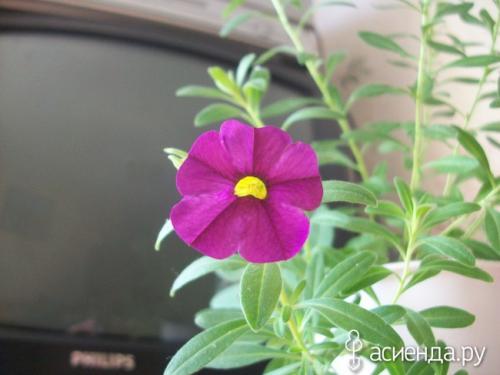 Калибрахоа из своих семян. У меня получилось вырастить калибрахоа из семян! Невозможное-возможно!