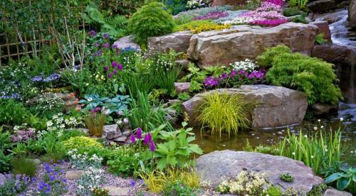 Многолетники с красивыми листьями