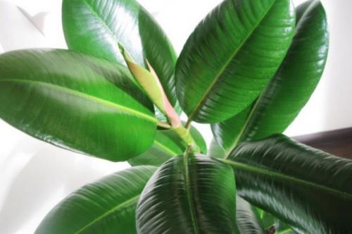 Фикус робуста: общие сведения