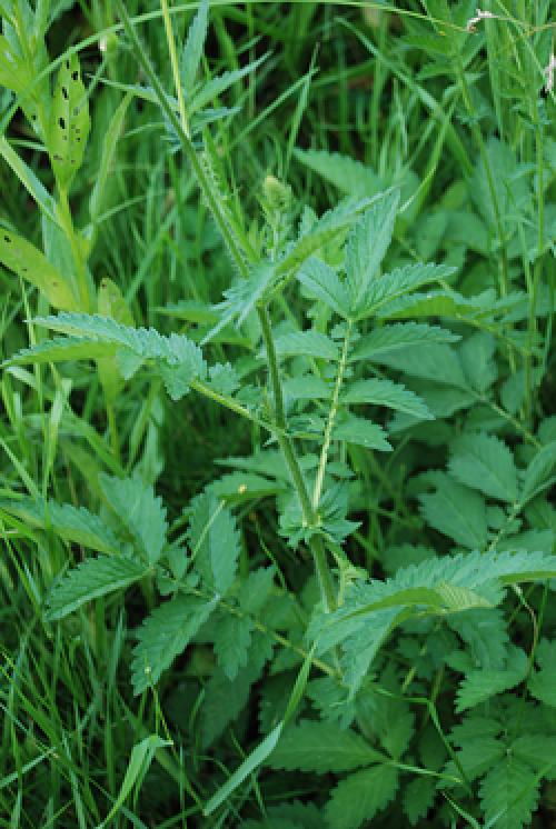 Репешок душистый. Репешок - Приворот-трава в вашем саду