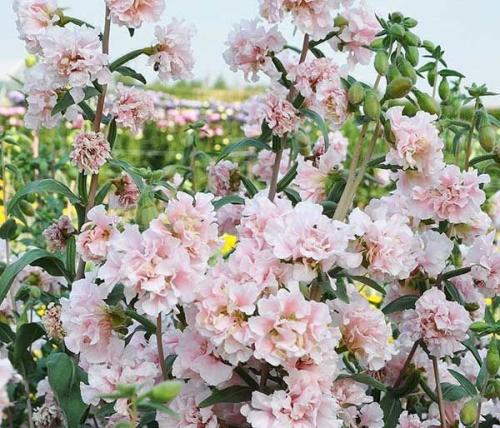 Кларкия прелестная. Виды и сорта кларкии с фото