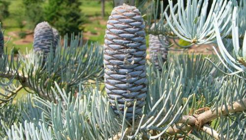 Пихта Глаука Компакта. Популярные сорта