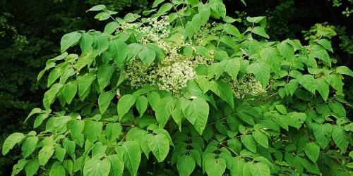 Аралия маньчжурская в косметологии. Аралия маньчжурская — применение в домашней медицине