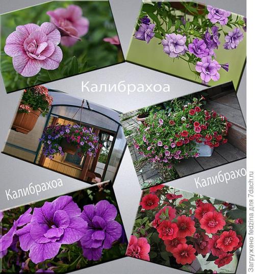 Калибрахоа лучшие сорта. Махровая калибрахоа