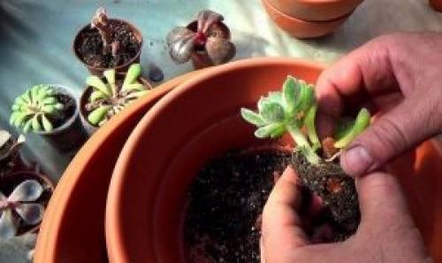 Эхеверия Черный принц уход в домашних. Уход за эхеверией в домашних условиях. Подробно