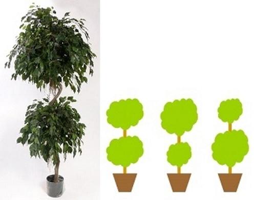 Как сделать пышную крону для фикуса Бенджамина. Как обрезать фикус Бенджамина: способы формирования кроны