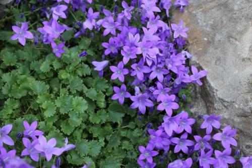 Кампанула жених и невеста 