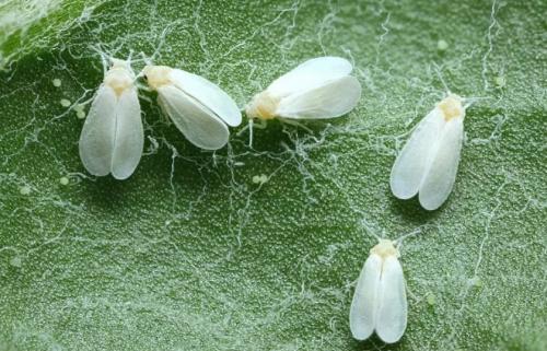 Почему мирт сбрасывает листья и когда. Почему мирт сбрасывает листья и что при этом делать?