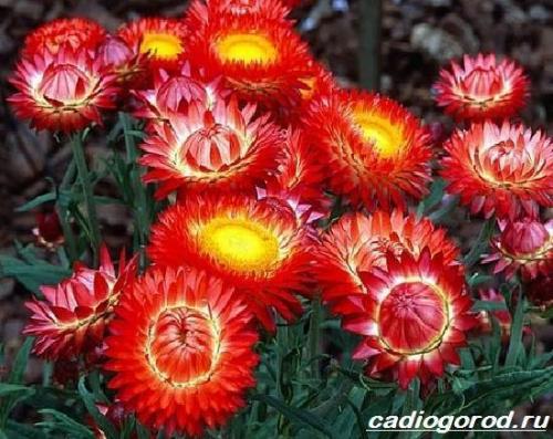 Гелихризум розовый фарфор. Гелихризум цветок. Выращивание гелихризума. Уход за гелихризумом