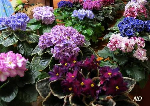 Почему у фиалки цветы под листьями. 