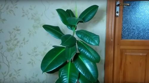 Фикус каучуконосный, как сделать его пышным. Обрезка фикуса каучуконосного