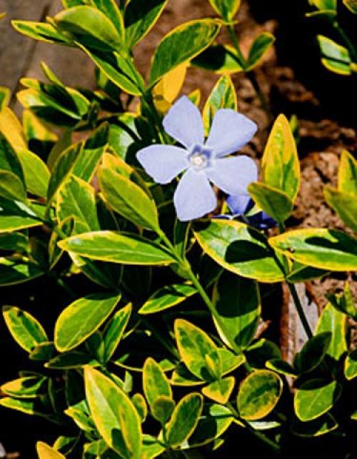 Барвинок зимостойкость. Барвинок