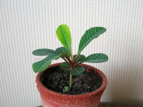 Молочай беложилковый обрезка. Особенности выращивания молочая беложильчатого (беложилкового)