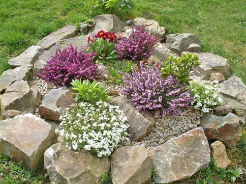 Эрика вереск Посадка и уход в. Растение эрика: посадка и уход в мельчайших подробностях