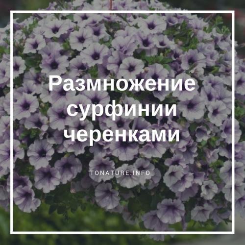 Черенкование сурфинии. Размножение сурфинии черенками