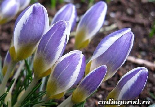 Ruby Giant крокус. Крокус цветок. Выращивание крокуса. Уход за крокусом