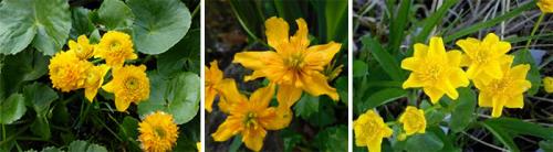 Caltha palustris Multiplex plena. Виды, подвиды и сорта калужницы