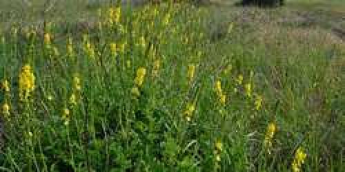 Как правильно заваривать репешок