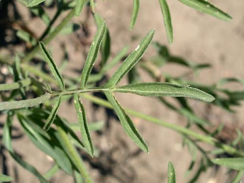 Ратибида в цветнике. Необыкновенная ратибида колоновидная на дачном участке