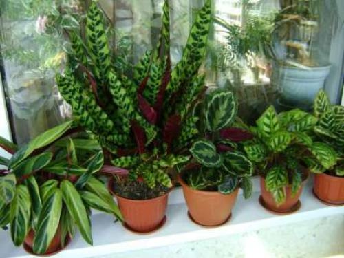 Комнатные растения уход. Комнатные цветы — иллюстрированные названия популярных разновидностей