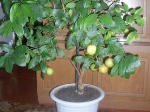 Самые Неприхотливые цитрусовые комнатные растения. Виды цитрусовых комнатных растений