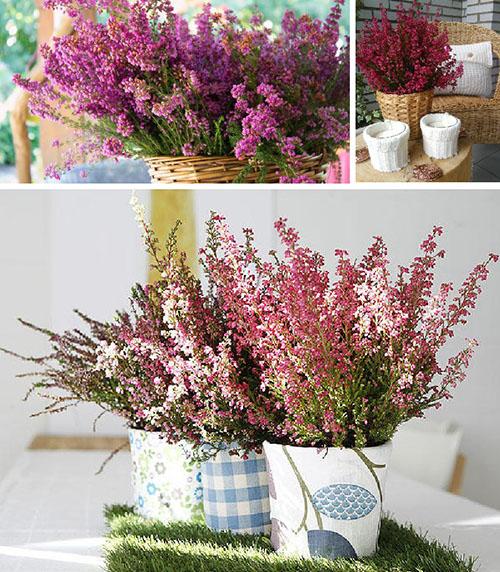 Вереск Эрика микс Посадка и уход. Растение эрика: посадка и уход в мельчайших подробностях