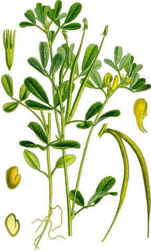 Малораспространенные овощные культуры. Пажитник сенной