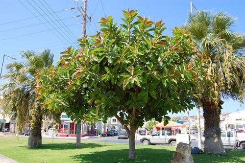 Фикус каучуконосный в природе. Фикус каучуконосный (Ficus elastica)
