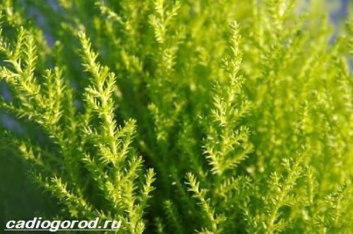 Кипарис Голдкрест Вилма в домашних условиях. Купрессус растение. Описание, особенности, виды и уход за купрессусом