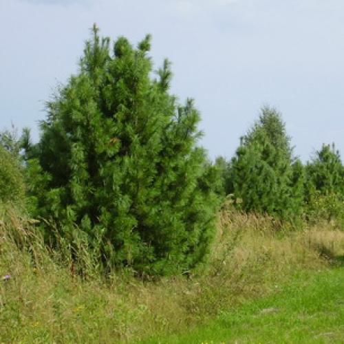 Кедр сибирский, как быстро растет. Характеристика сибирского кедра, размеры и скорость роста