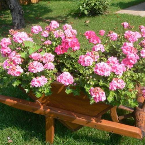 Герань садовая красно-бурая. Садовая герань в ландшафтном дизайне участка (с фото)