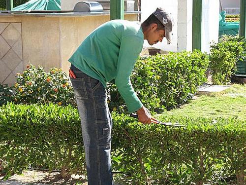 Пестролистные кустарники. Как вырастить дерен пестролистный на дачном участке