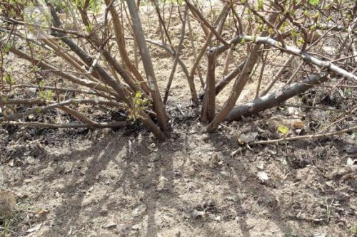 Лучшие сорта гуми. Секреты хорошего урожая гуми