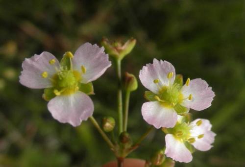 Частуха подорожниковая: описание, применение в народной медицине