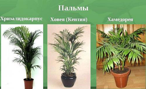 Ховея и хамедорея. Ховея — изысканная пальма для стильного дома