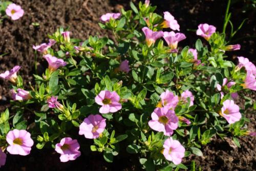 Калибрахоа размножение черенками. Калибрахоа: выращивание и размножение