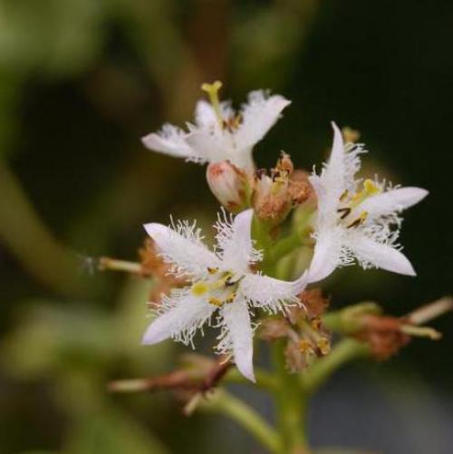 Вахта трехлистная польза и вред. Вахта трехлистная: описание, полезные свойства, применение, показания и противопоказания