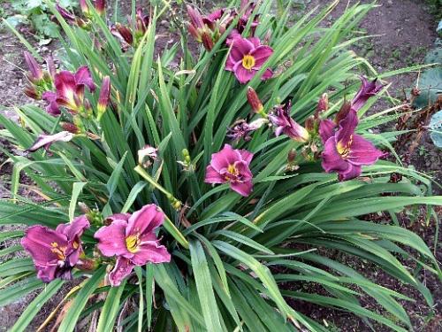 Лилейники на даче. Навигация по записям