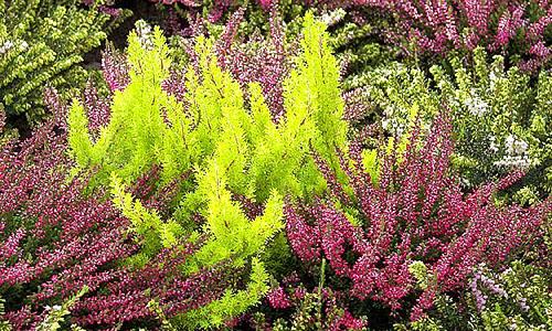 Вереск беоли кримсон. Посадка и уход за вереском на приусадебном участке