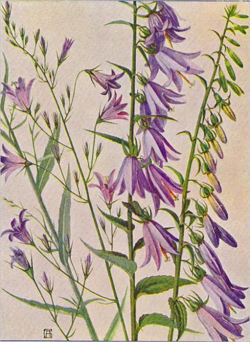 Колокольчик рапунцель съедобный. 