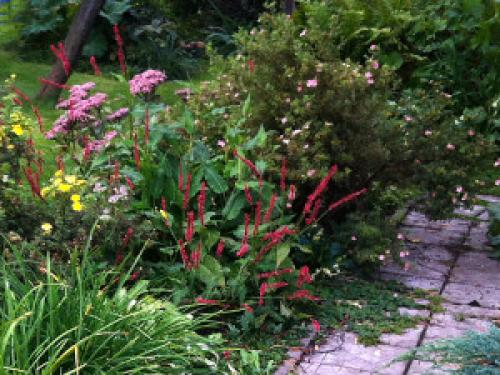 Горец змеиный в саду. Мой любимый горец