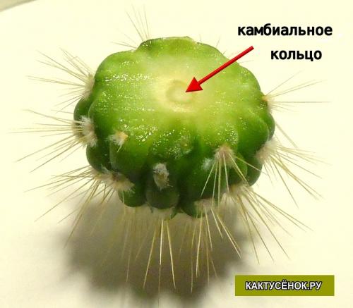 Кактус гниет сверху. Как спасти загнивший кактус?