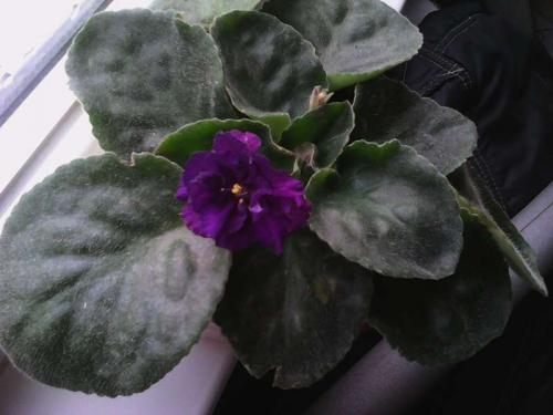 Почему у фиалок твердеют листья. Листья сенполии информируют о проблеме