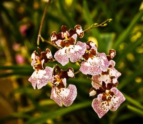 Онцидиум Свит Шугар уход в домашних условиях. Уход за онцидиумом в домашних условиях