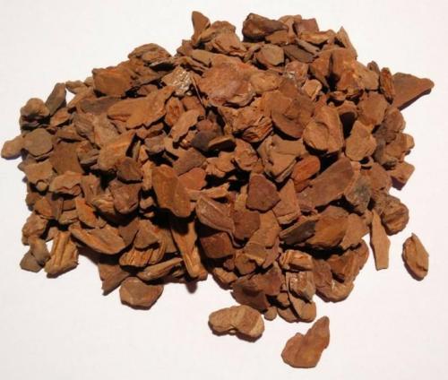 Как правильно посадить каттлею. Посадка орхидеи Каттели в домашних условиях