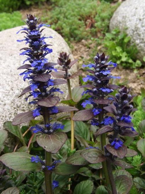 Тюльпан бордюрный. Бордюрные растения многолетники и их фото