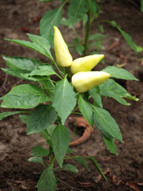 Чем подкормить перцы в августе в теплице. В августе перец плохо растет. Почему?