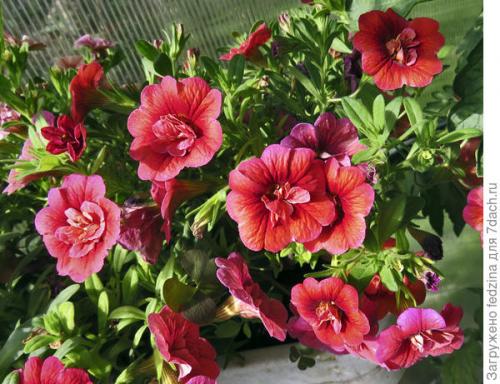 Калибрахоа лучшие сорта. Махровая калибрахоа